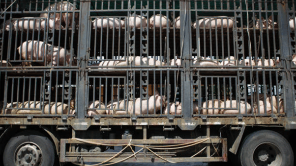 How to Safely Transport Domestic Animals in Commercial Vehicles: Rules & Best Practices